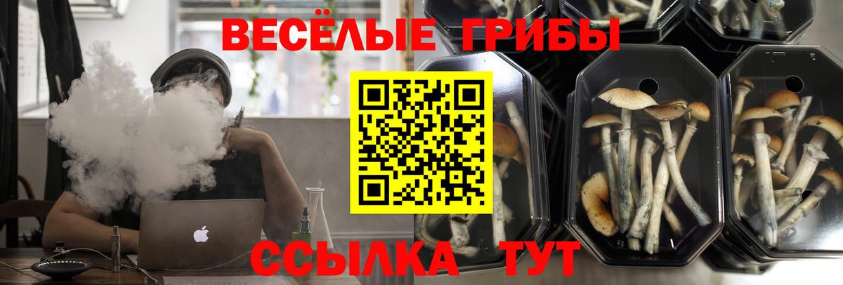 Когалым  Галлюциногенные грибы Psilocybine cubensis  Вход с VPN 